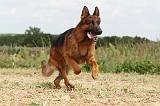 BERGER ALLEMAND 407